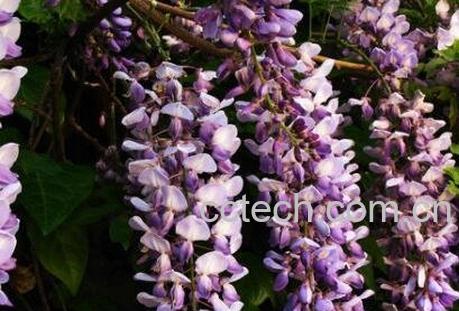 中药清风藤的功效与作用-0