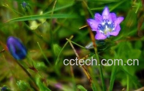 中药龙胆草性味归经 功效作用及应用-0