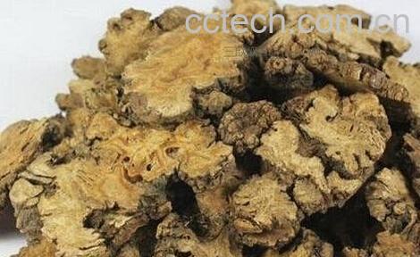 羌活的功效与作用及禁忌-0