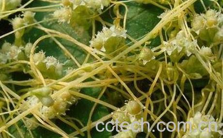 菟丝子的功效与作用及食用方法-0