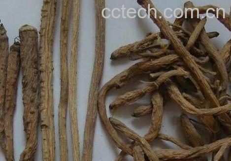 中药防风的性味归经 -0