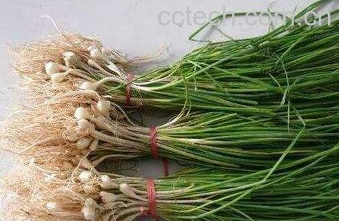 中药薤白性味归经 功效作用及应用-0