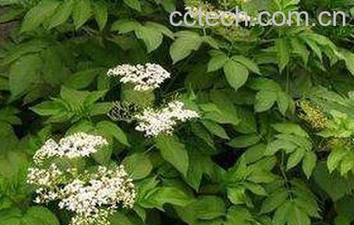 走马风的功效与作用-0