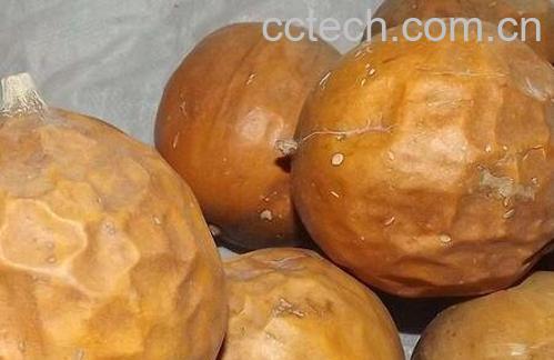  瓜萎壳的功效与作用及禁忌-0