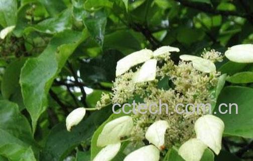 钻地风的功效与作用及禁忌-0