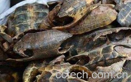 龟退掉壳的功效与作用-0