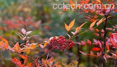 钻石黄的功效与作用-0