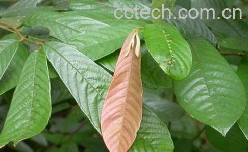 钻山风的功效与作用-0