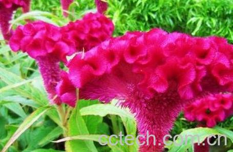 鸡冠花药用价值-0