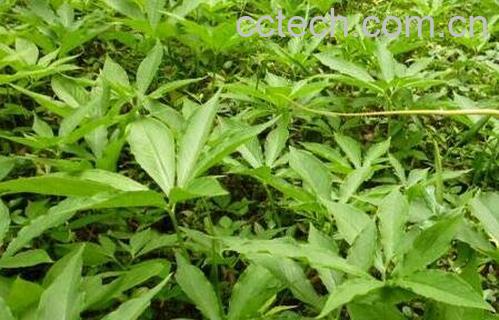 虎掌草的功效与作用-0