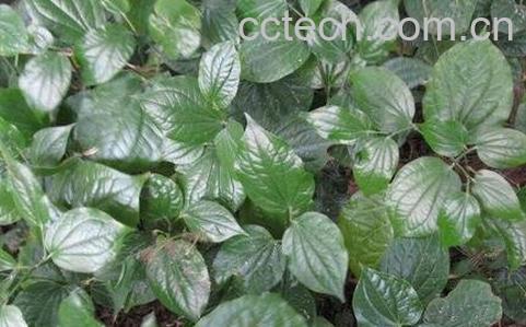 钻骨风的功效与作用-0