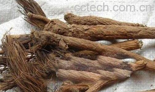 漏芦的药用价值-0