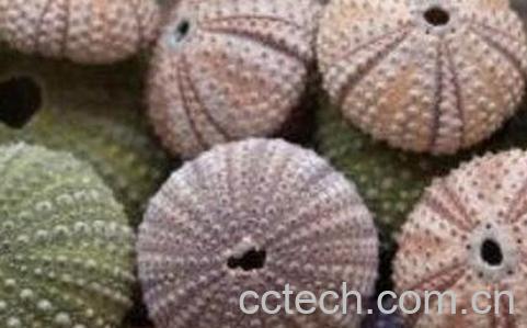 海胆壳的功效与作用-0