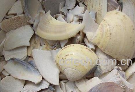  海蛤壳的功效与作用及禁忌-0