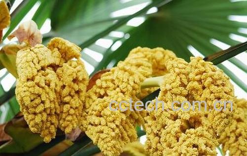 棕树花的作用与功效-0