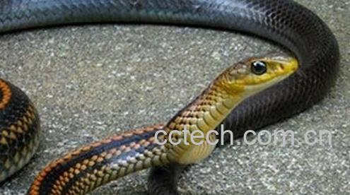 乌梢蛇的功效与作用-0