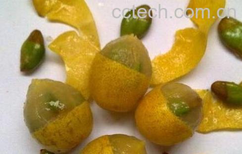 山黄肉的功效和作用-0