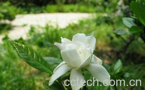 栀子泡水喝有什么功效与作用-0