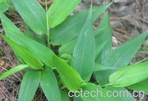 竹子芯泡水喝的功效-0