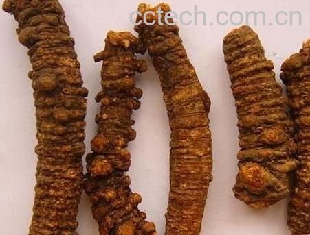 羌活的功效与作用-0