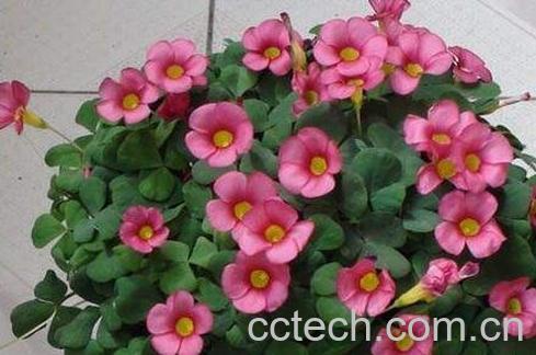 酢酱草的功效与作用-0