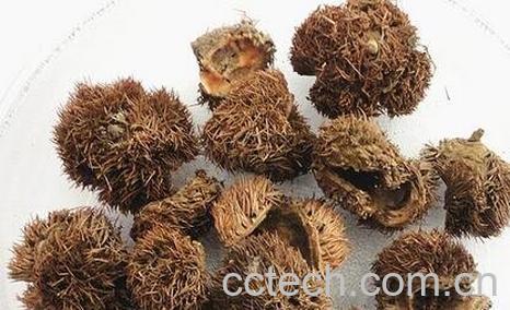 丰律壳的功效和作用-0