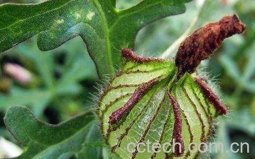 中药野西瓜的功效和作用-0