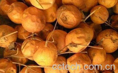 瓜蒌壳的功效与作用及食用方法-0