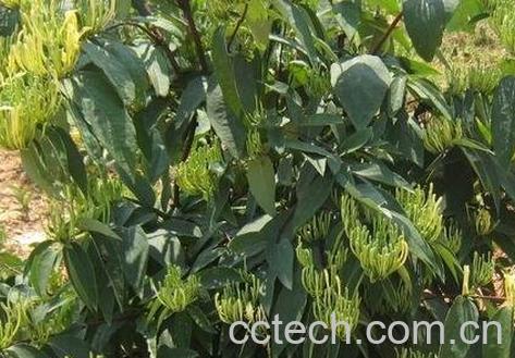 菊花甘草金银花的功效与作用-0