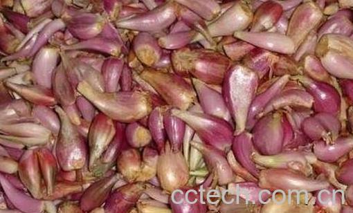 中草药红葱头的作用 -0