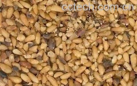 柏籽的功效与作用及禁忌-0