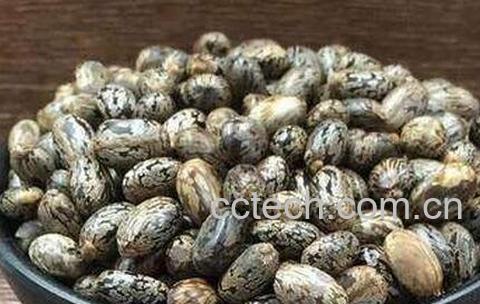 比麻籽的功效与作用-0