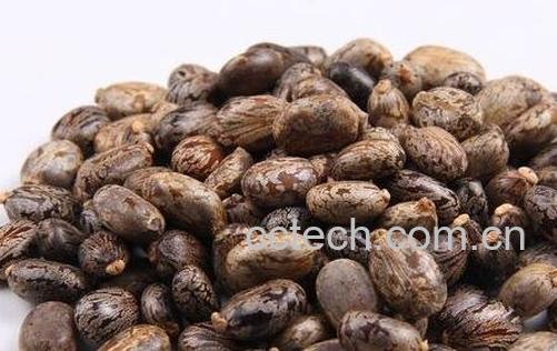  篦麻籽的功效与作用-0