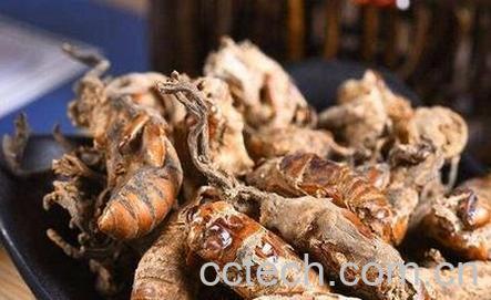 金蚕花的功效与副作用-0