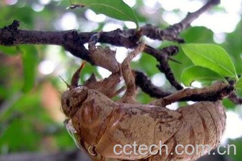 金蝉壳的功效与作用-0