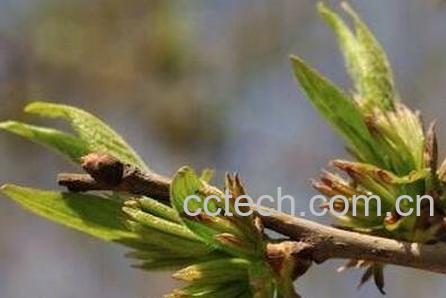 杜仲雄花的功效与作用-0