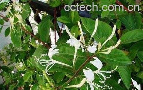 双花的功效与作用-0