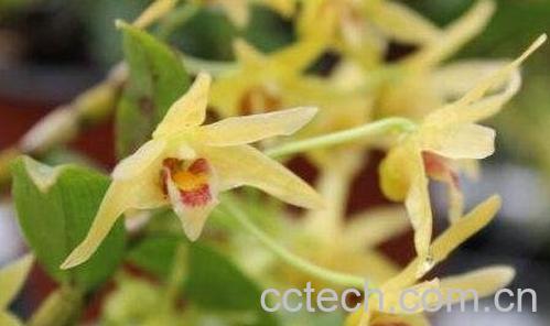 铁皮石斛花的功效与作用-0