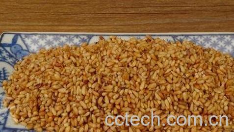 柏树籽的药用价值-0