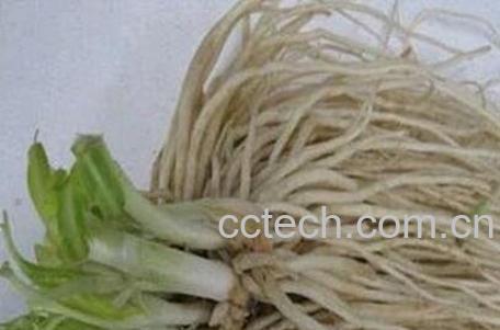 中药葱须的功效与作用-0