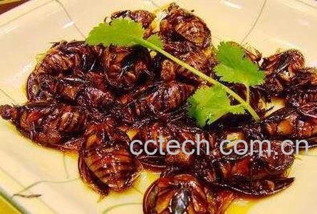 蟑螂干的药用价值-0