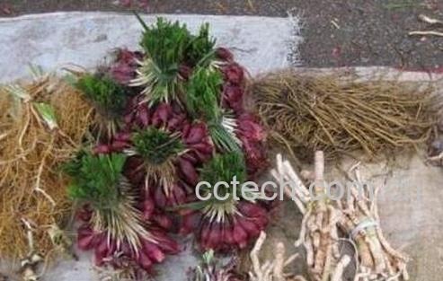 中药红葱吃了有什么功效与作用-0