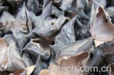 四角菱壳的功效与作用-0