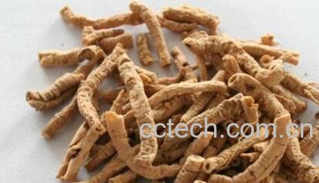 远志筒是什么-0