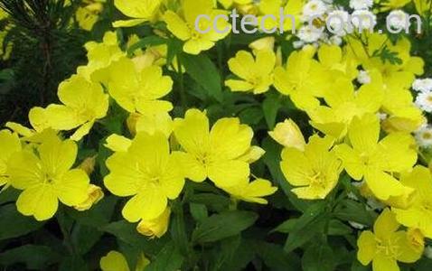 月见草的功效与作用及禁忌-0