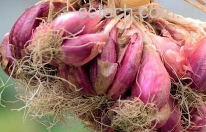 中药红葱头功效与作用-0