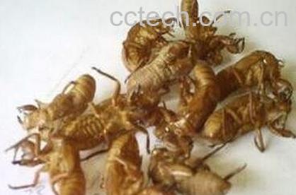 中药蝉壳的功效与作用-0