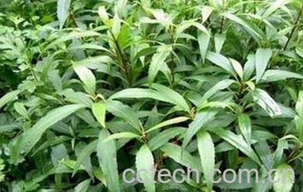 泽兰的功效与作用及禁忌-0