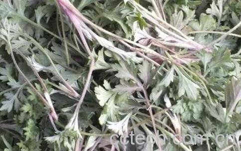 茵陈的功效与作用及禁忌-0