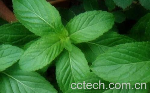 鱼香草的功效与作用-0